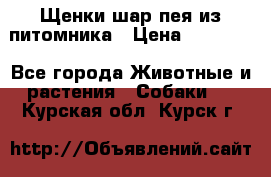 Щенки шар-пея из питомника › Цена ­ 15 000 - Все города Животные и растения » Собаки   . Курская обл.,Курск г.